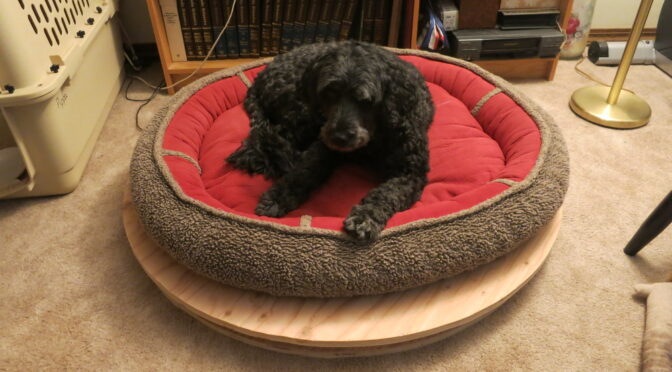 Pipa in her bed, on the Dog Weight Scale